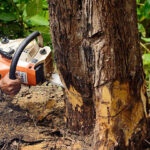 What are important things to consider before felling a tree?