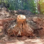 After stump grinding, what happens to roots?